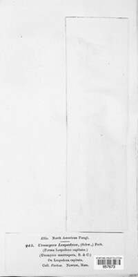 Uromyces lespedezae image